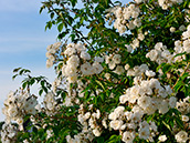 Rosa multiflora ? Rosa multiflor? Rambler